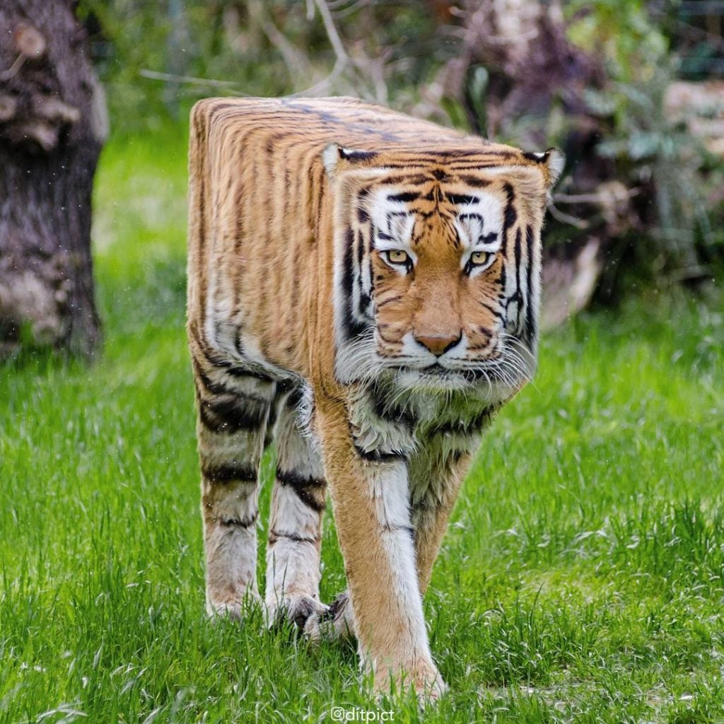 Genius Artists Turns Real-Life Animals Into Minecraftean Freaks