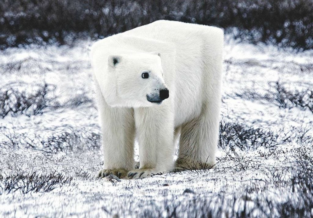 Genius Artists Turns Real-Life Animals Into Minecraftean Freaks