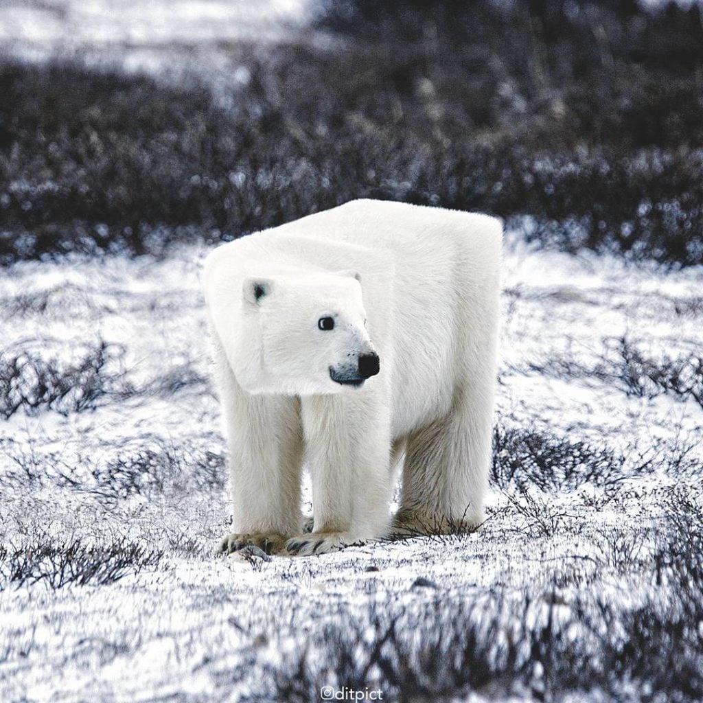Genius Artists Turns Real-Life Animals Into Minecraftean Freaks