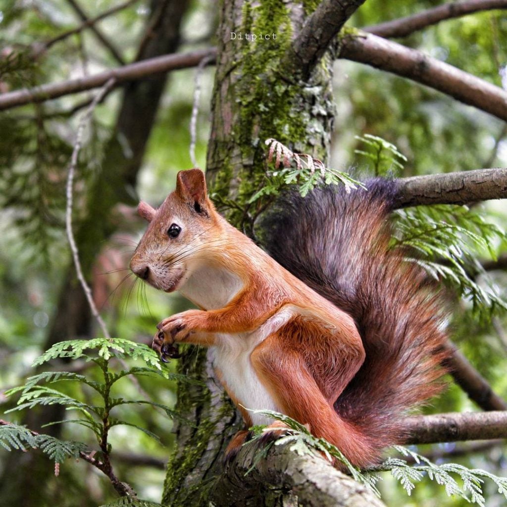 Genius Artists Turns Real-Life Animals Into Minecraftean Freaks