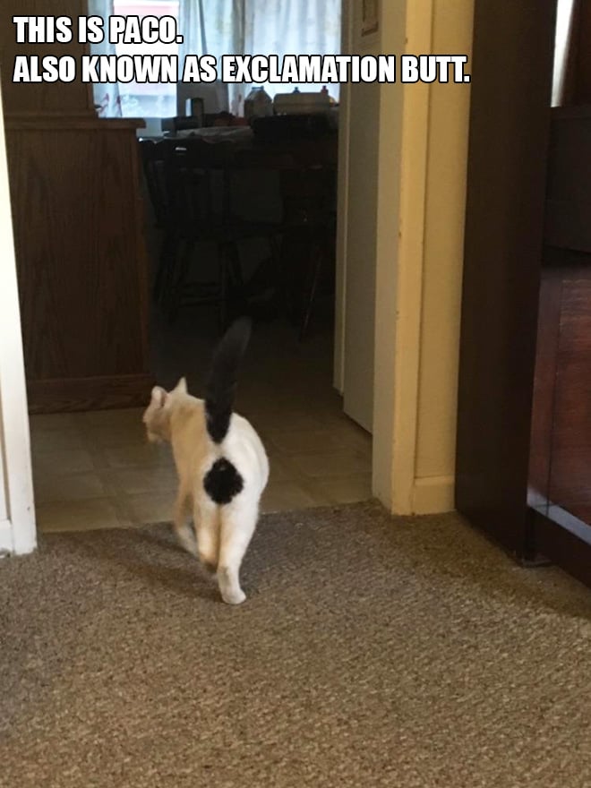12 Internet Cats With Unique Markings