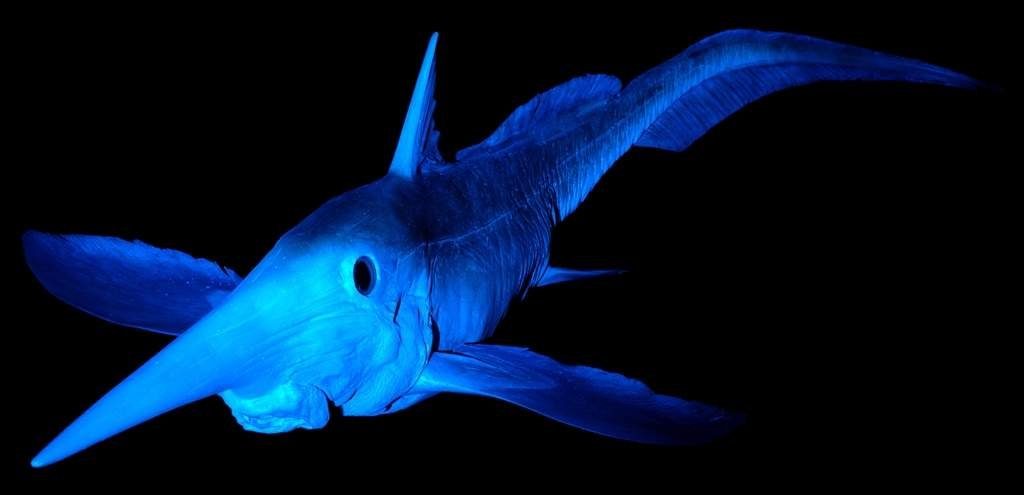 6 Most Mind-Shattering Arctic Discoveries