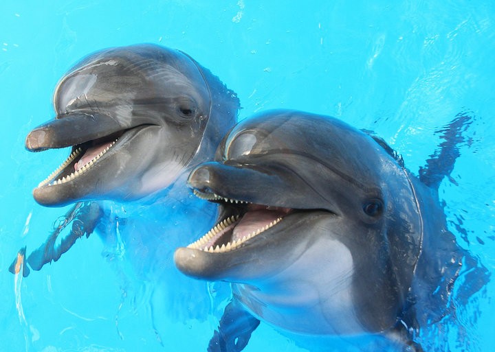These Cute Animals Can Kill You If You’re Not Careful