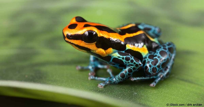 These Cute Animals Can Kill You If You’re Not Careful