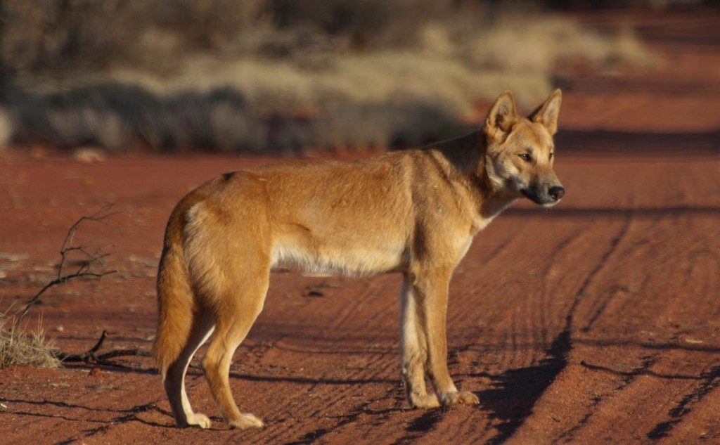 10 Bizarre Ways Animals Have Changed The World