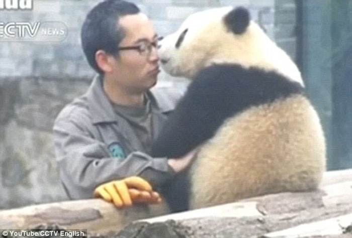 Giant Panda Poses For Selfies With Tourists And It’s Beyond Cute