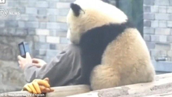 Giant Panda Poses For Selfies With Tourists And It’s Beyond Cute