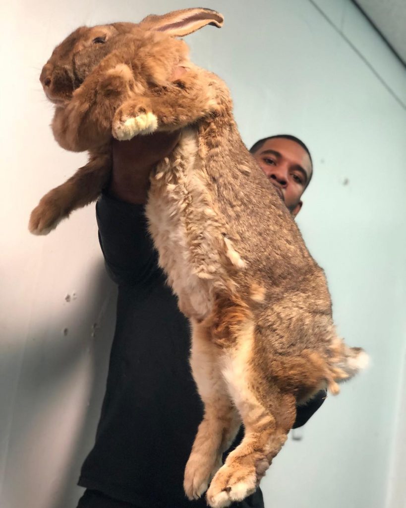 Exotic Animal Specialist Becomes A Real-Life Tarzan And It’s Beyond Amazing