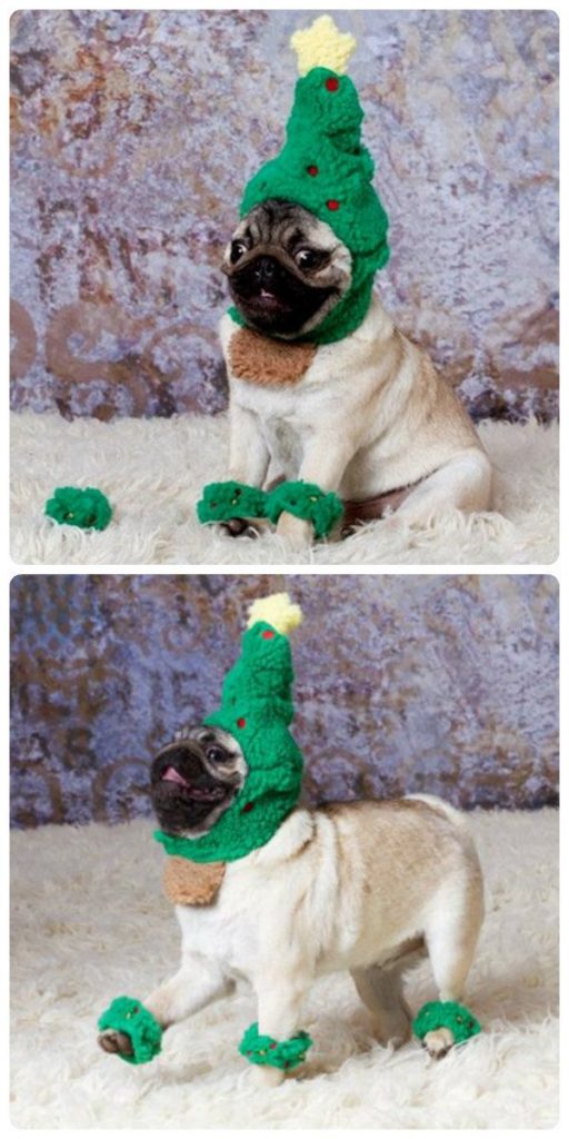 Deck Your Pets With Boughs of Holly! 25 Incredibly Cute Animals All Dressed up For X-Mas!