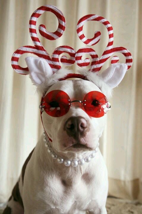 Deck Your Pets With Boughs of Holly! 25 Incredibly Cute Animals All Dressed up For X-Mas!