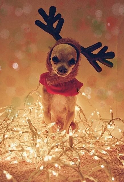Deck Your Pets With Boughs of Holly! 25 Incredibly Cute Animals All Dressed up For X-Mas!