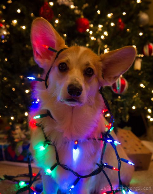 Deck Your Pets With Boughs of Holly! 25 Incredibly Cute Animals All Dressed up For X-Mas!