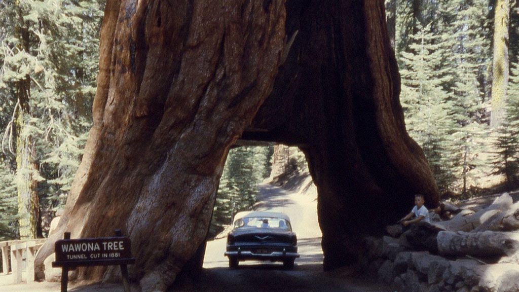 Structures And A Tunnel Built Around Trees