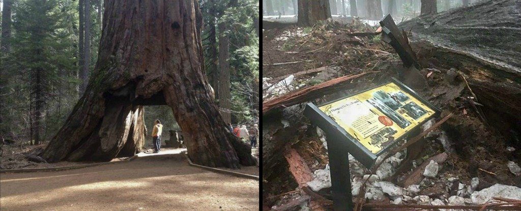 Structures And A Tunnel Built Around Trees