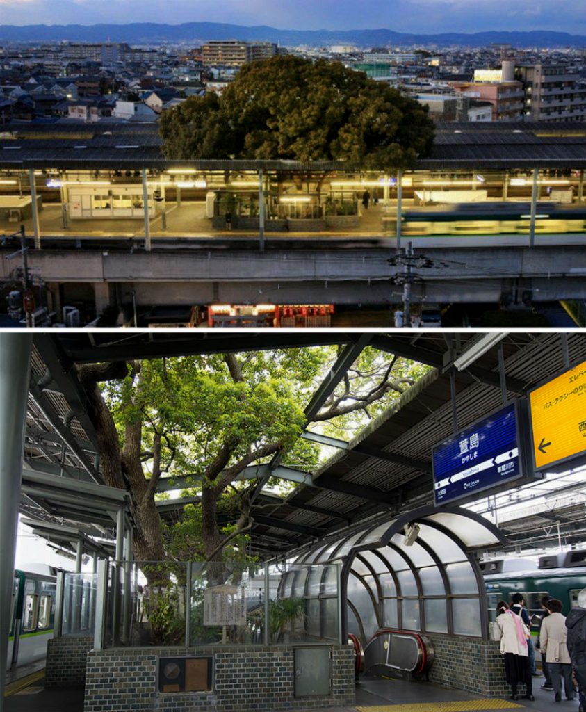 Structures And A Tunnel Built Around Trees