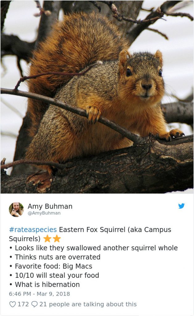 Funny Amazon-Like Reviews Of Weird Animals Are Taking Over Twitter (20 Pictures)
