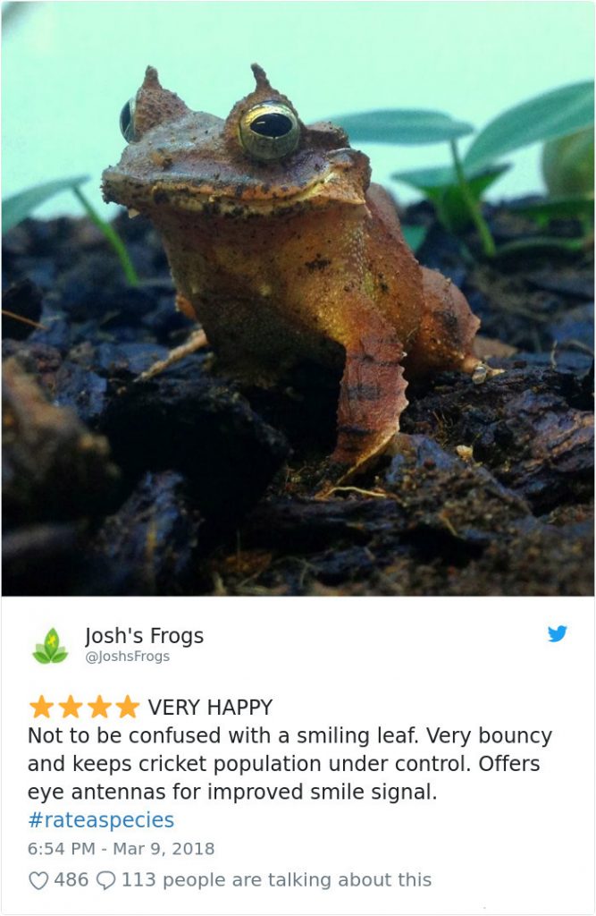 Funny Amazon-Like Reviews Of Weird Animals Are Taking Over Twitter (20 Pictures)