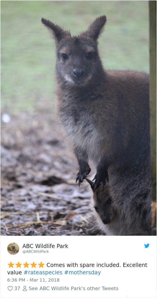 Funny Amazon-Like Reviews Of Weird Animals Are Taking Over Twitter (20 Pictures)