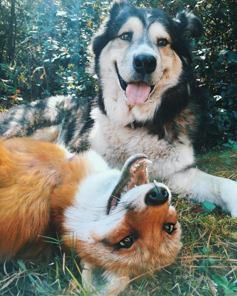 Meet Juniper, The Cutest Fox In The Whole World