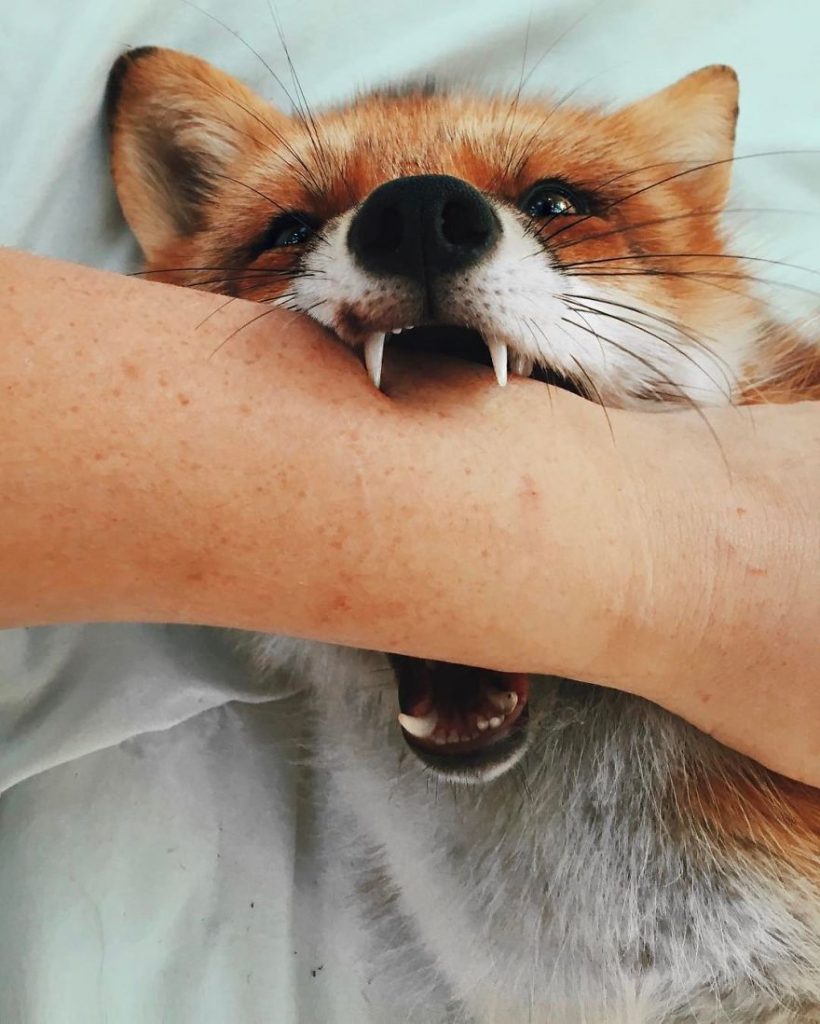 Meet Juniper, The Cutest Fox In The Whole World