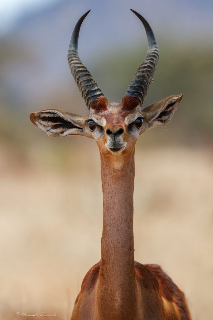 Here’s A Bunch Of Animals You Probably Haven’t Heard Of