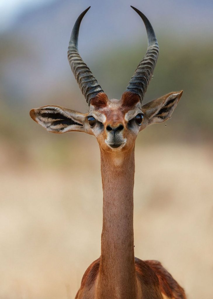 Here’s A Bunch Of Animals You Probably Haven’t Heard Of