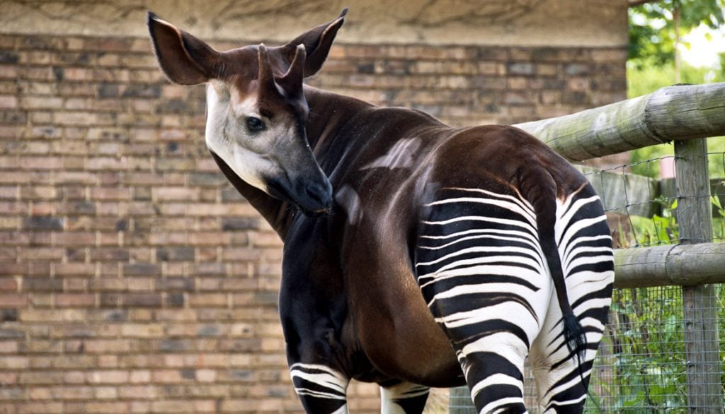 Here’s A Bunch Of Animals You Probably Haven’t Heard Of