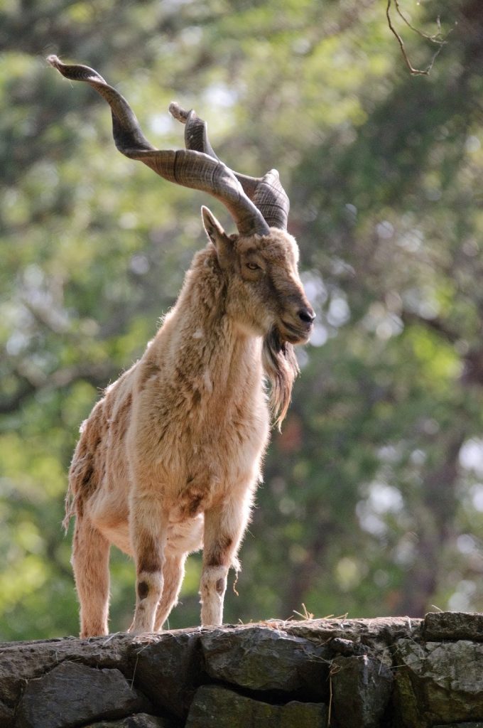 Here’s A Bunch Of Animals You Probably Haven’t Heard Of
