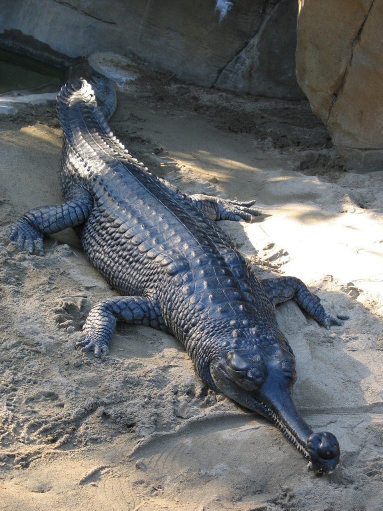 Here’s A Bunch Of Animals You Probably Haven’t Heard Of