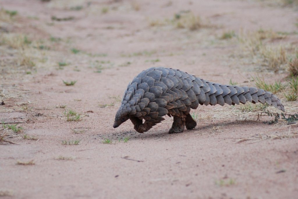 Here’s A Bunch Of Animals You Probably Haven’t Heard Of