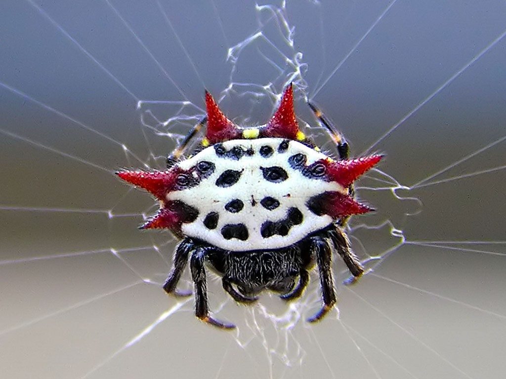 Here’s A Bunch Of Animals You Probably Haven’t Heard Of