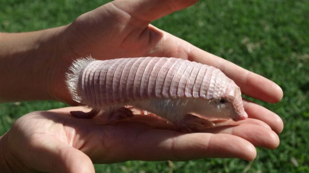 Here’s A Bunch Of Animals You Probably Haven’t Heard Of