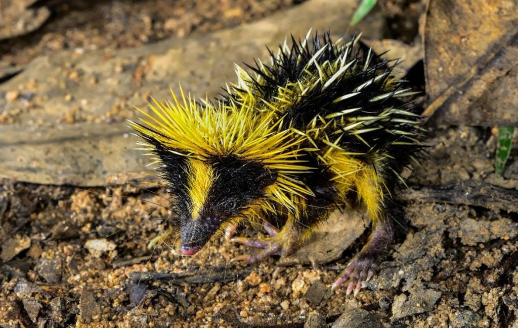 Here’s A Bunch Of Animals You Probably Haven’t Heard Of