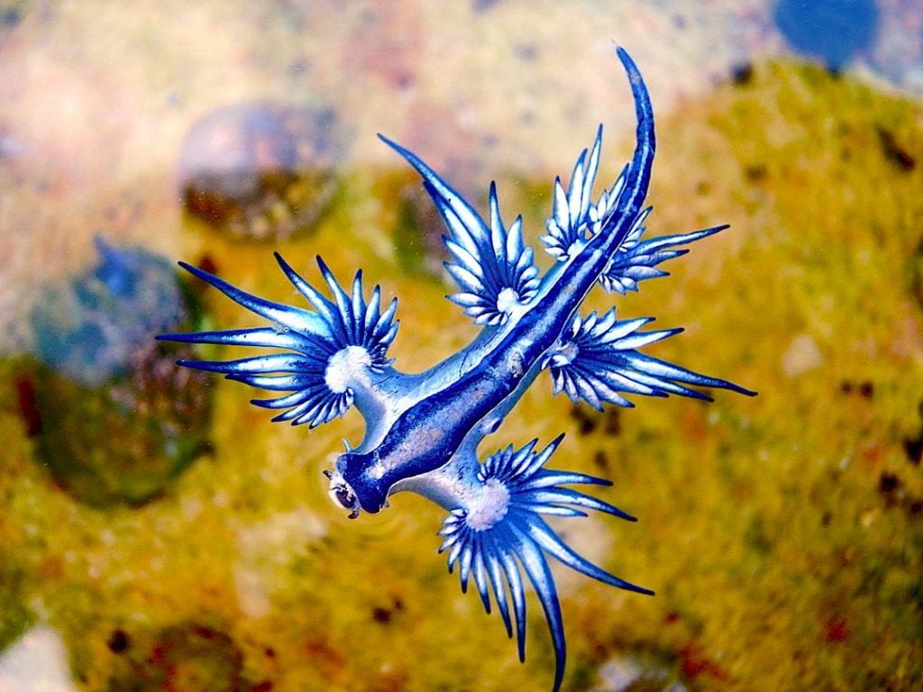 Here’s A Bunch Of Animals You Probably Haven’t Heard Of