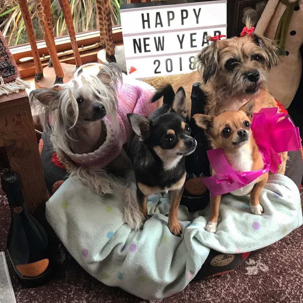 Is This The Weirdest Pet Instagram Ever?