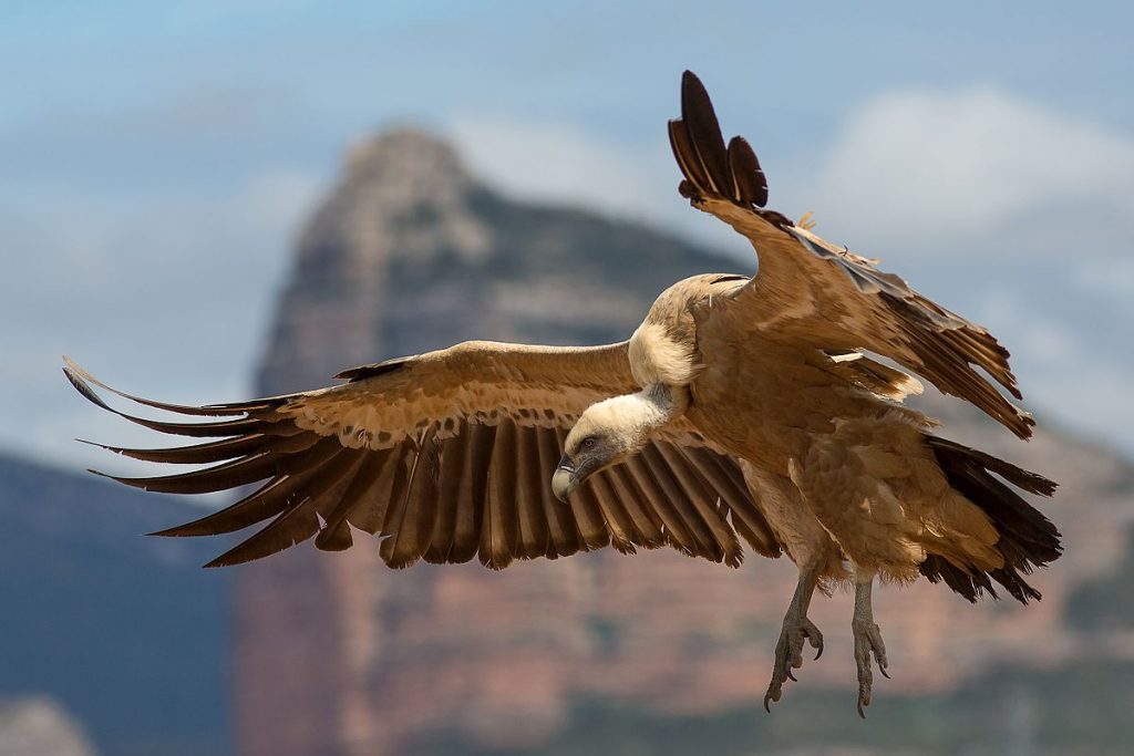 Burung bangkai