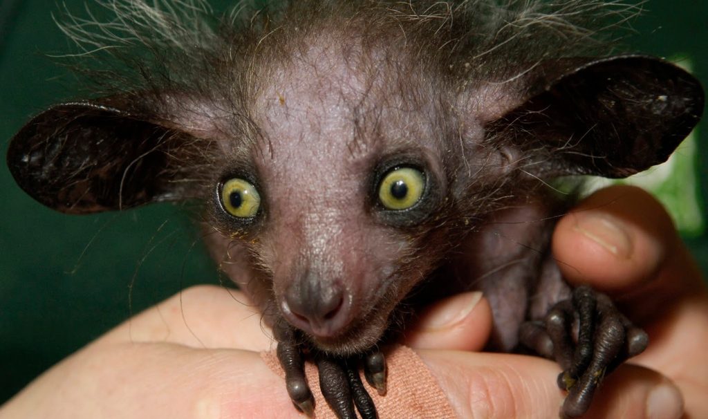 Aye-aye