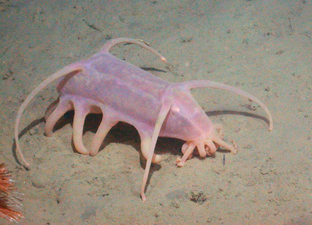 10 Amazing Sea Creatures that Live in Antarctica