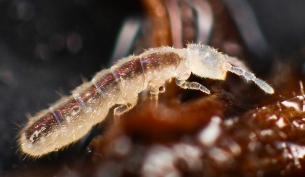 10 Amazing Sea Creatures that Live in Antarctica
