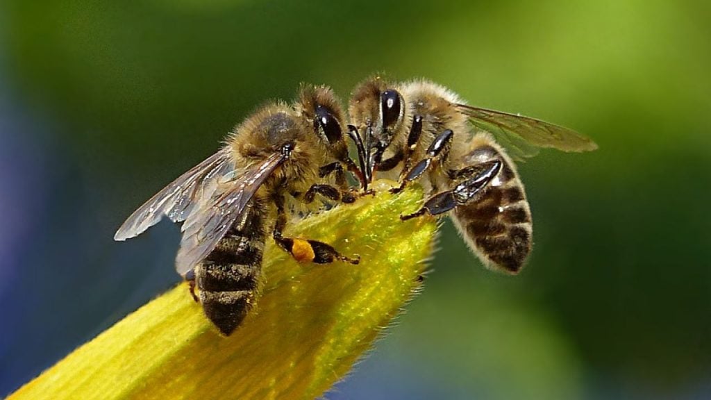 7 Smartest Insects in the World