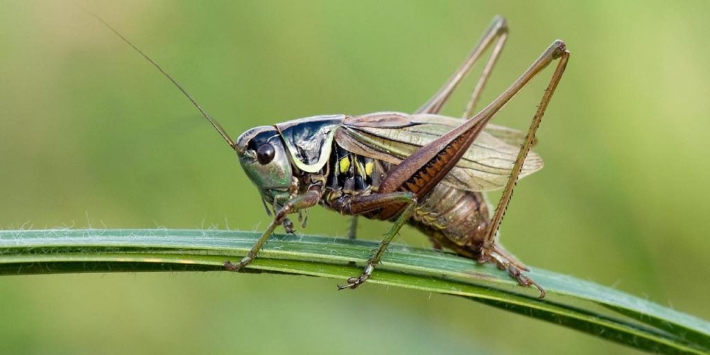 7 Smartest Insects in the World
