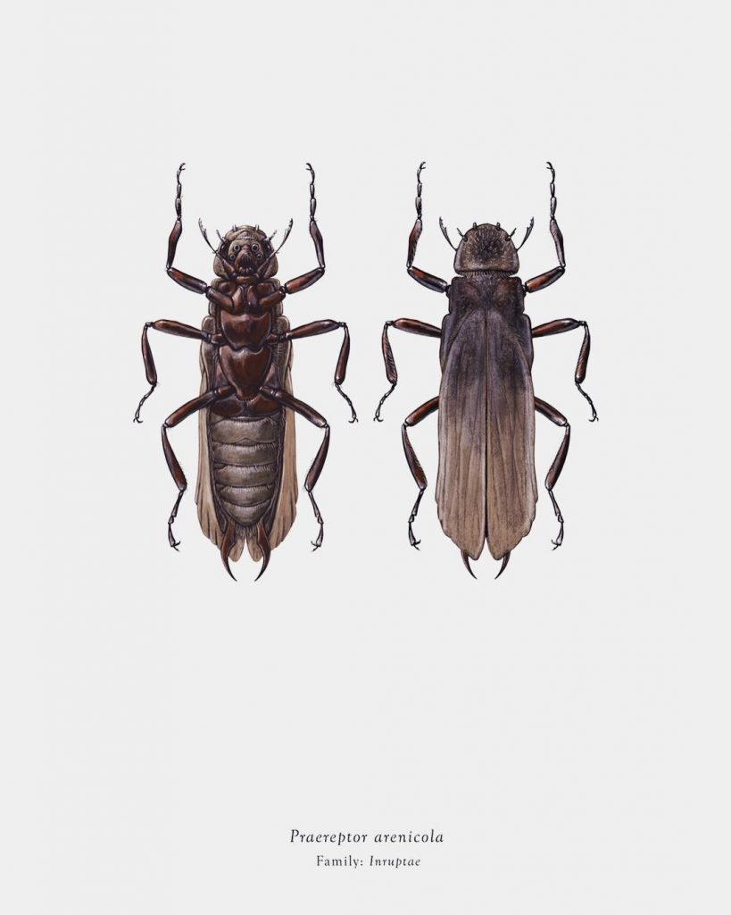 Characters From Star Wars Imagined As Bugs