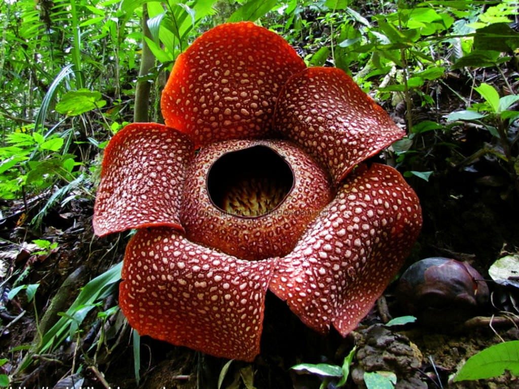 The Most Unique Flowers In the World