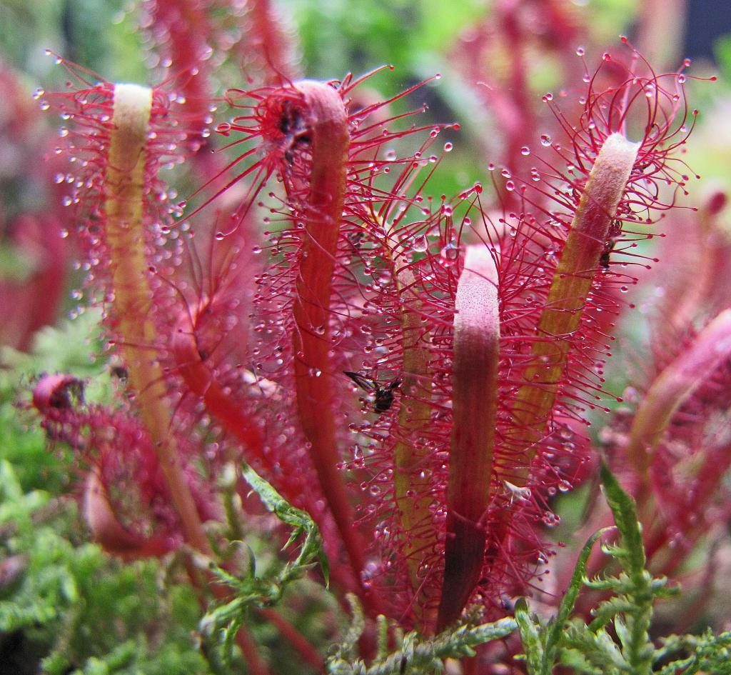 The Most Unique Flowers In the World