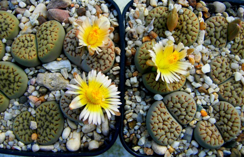 The Most Unique Flowers In the World