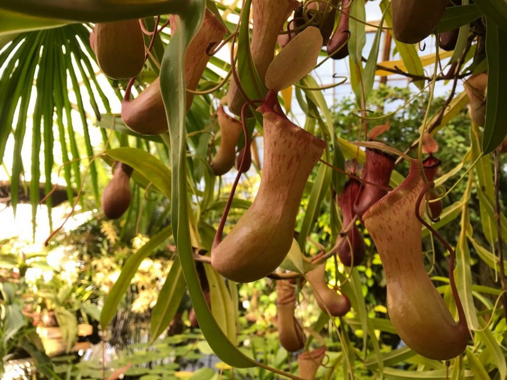 The Most Unique Flowers In the World