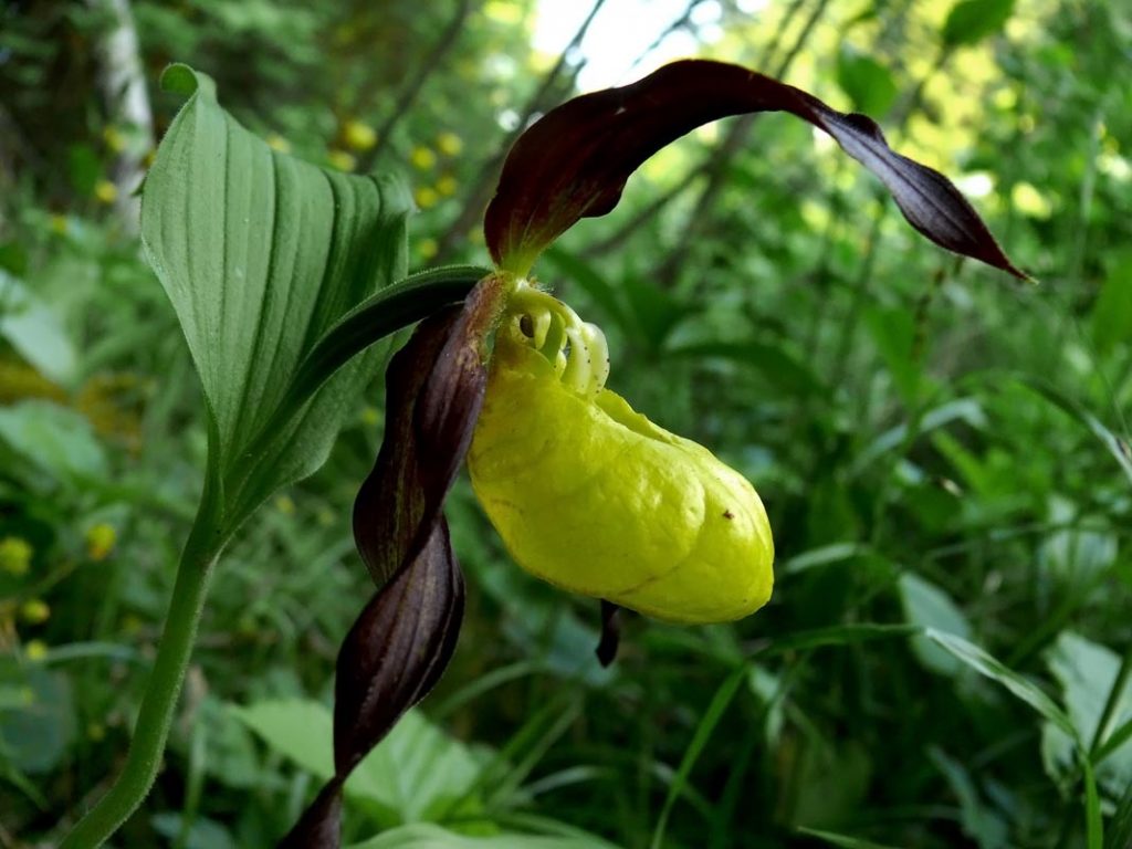 The Most Unique Flowers In the World