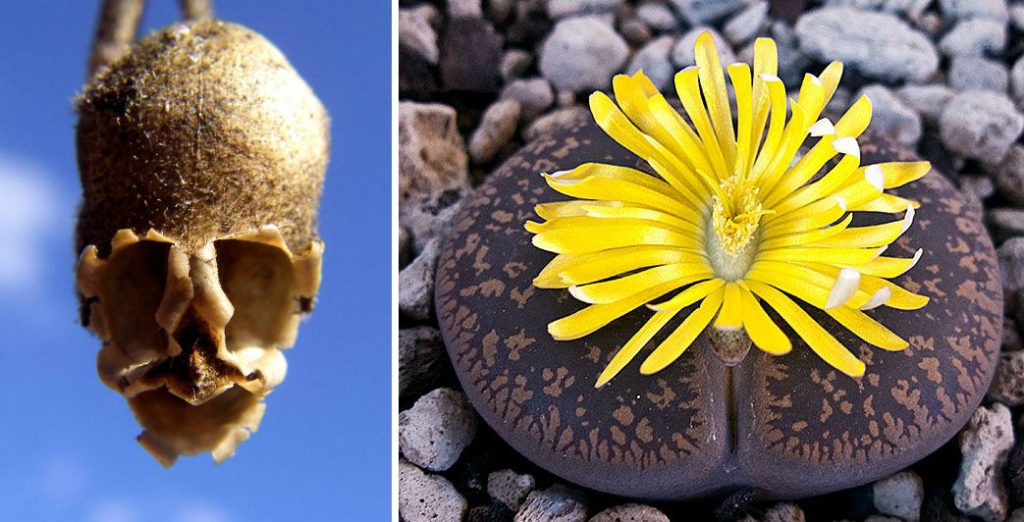 The Most Unique Flowers In the World