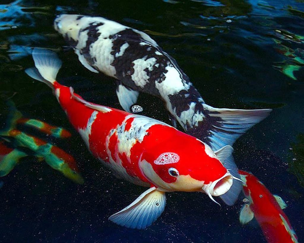 8 Virtually Immortal Animals
