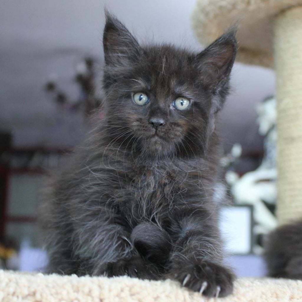 Cat With a Human Face Is Freaking Out The Internet!